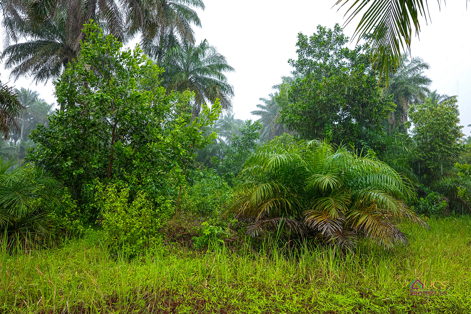 29 ACRES OF PRIME FARMLAND FOR SALE – OFF WATERLOO HIGHWAY-CROSSING photo 4